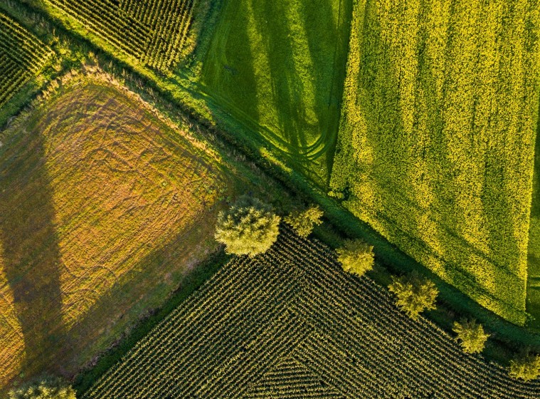 Green Field