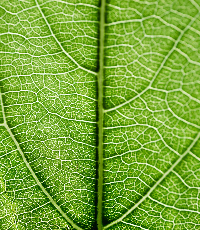 leaf